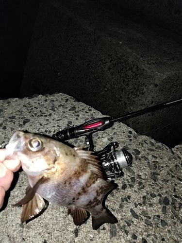 クロメバルの釣果