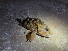 カサゴの釣果