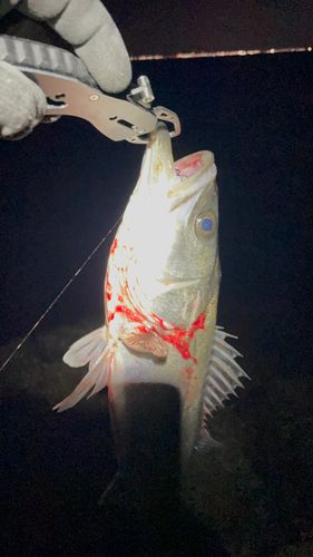 ディズニーリゾート付近