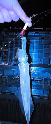 ヤリイカの釣果