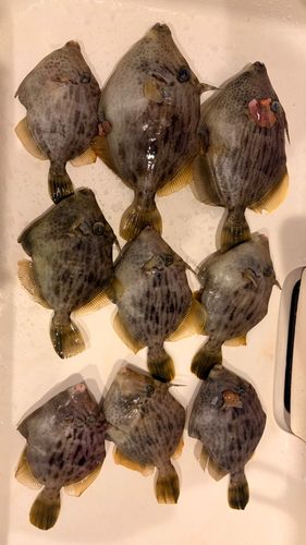 カワハギの釣果