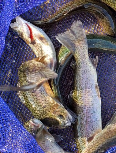 ニジマスの釣果