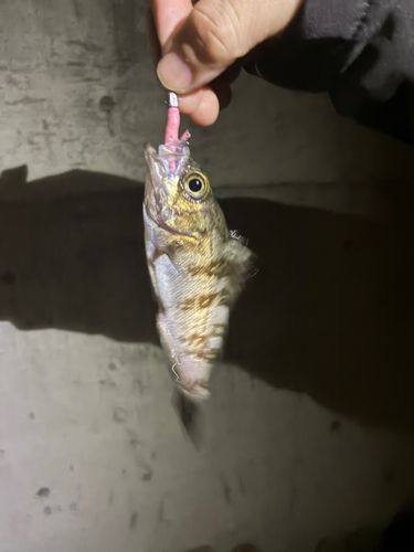 泉佐野食品コンビナート