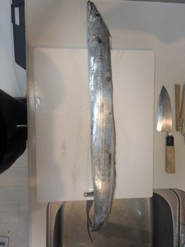 タチウオの釣果