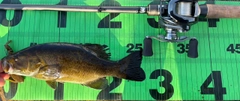 スモールマウスバスの釣果