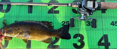 スモールマウスバスの釣果