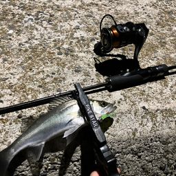 セイゴ（タイリクスズキ）