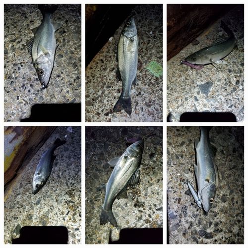 セイゴ（マルスズキ）の釣果