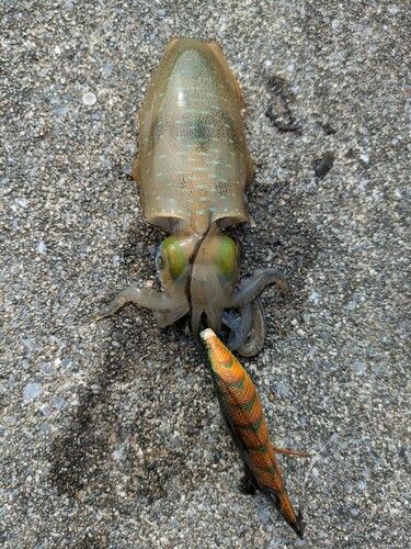 アオリイカの釣果