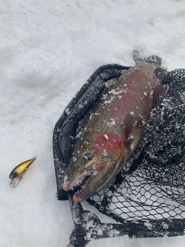 ニジマスの釣果