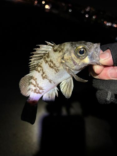 シロメバルの釣果