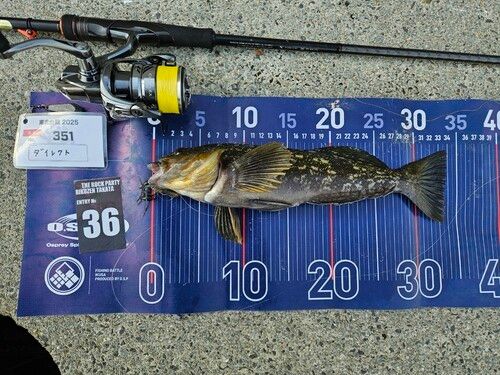 アイナメの釣果