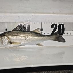 セイゴ（マルスズキ）