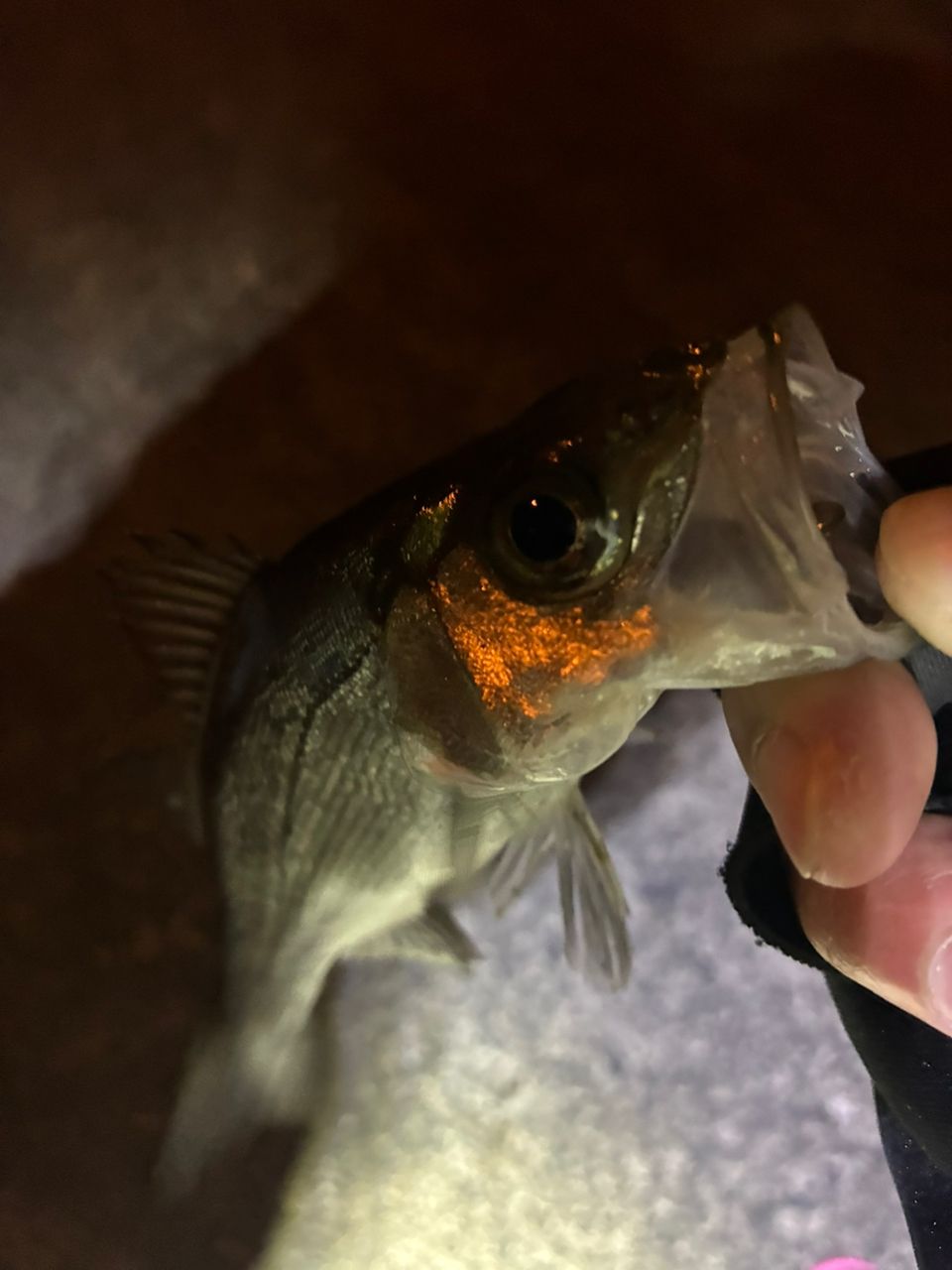 セイゴ（ヒラスズキ）