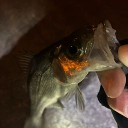 セイゴ（ヒラスズキ）