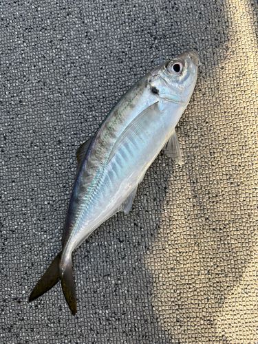 マアジの釣果