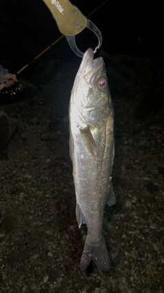 フッコ（マルスズキ）の釣果