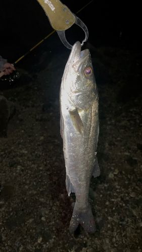 フッコ（マルスズキ）の釣果