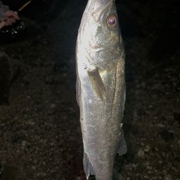 フッコ（マルスズキ）