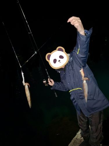 ヤリイカの釣果