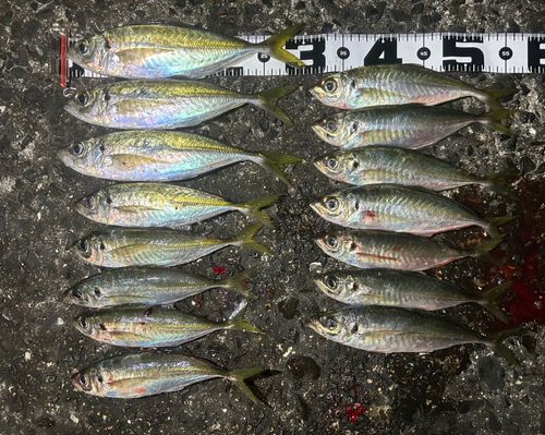 マアジの釣果