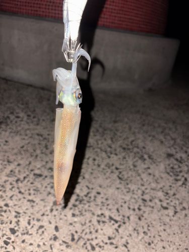 ヤリイカの釣果