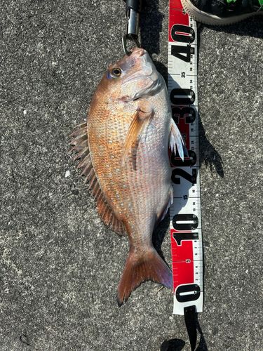 さかな牧場シーロード八幡浜