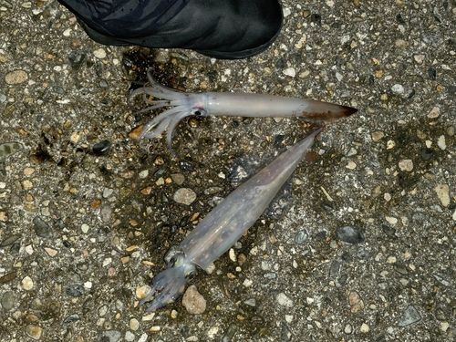 ヤリイカの釣果