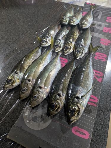 アジの釣果