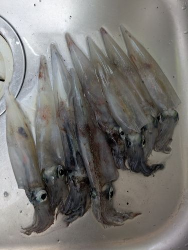 ヤリイカの釣果