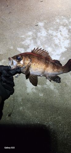 メバルの釣果