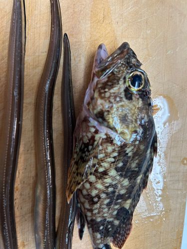 東京湾（アクアライン〜富津）