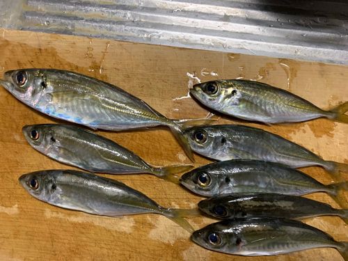 アジの釣果