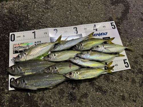アジの釣果