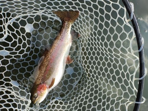 ニジマスの釣果