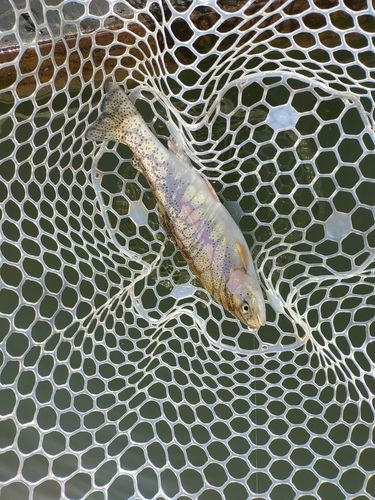 ニジマスの釣果