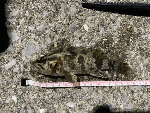 タケノコメバルの釣果