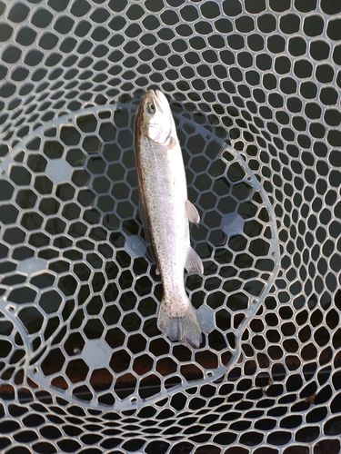 ニジマスの釣果