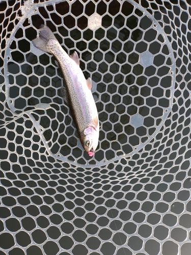 ニジマスの釣果