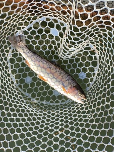 ニジマスの釣果