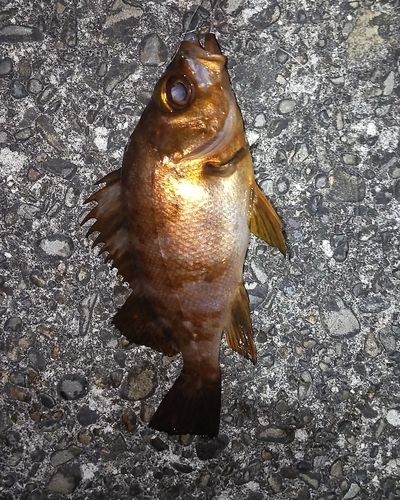 メバルの釣果