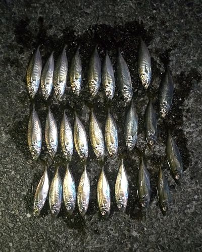アジの釣果
