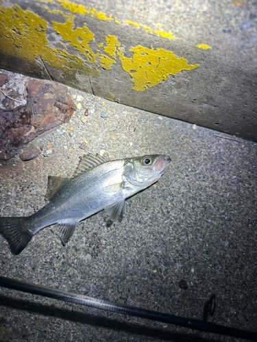 フッコ（ヒラスズキ）の釣果