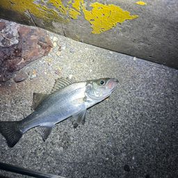 フッコ（ヒラスズキ）