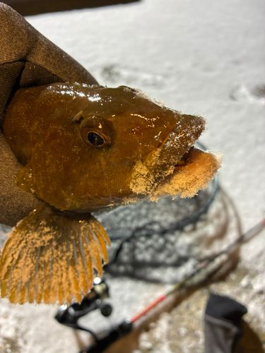 アイナメの釣果