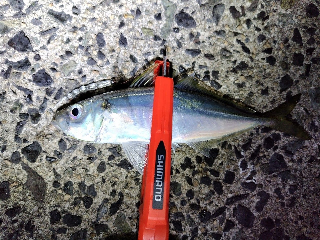 SHIMANO 20ソアレ エクスチューン S58SUL-Sの最安値・インプレ・釣果