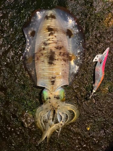 アオリイカの釣果