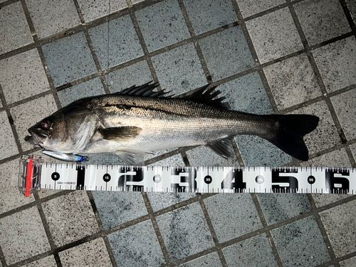 シーバスの釣果