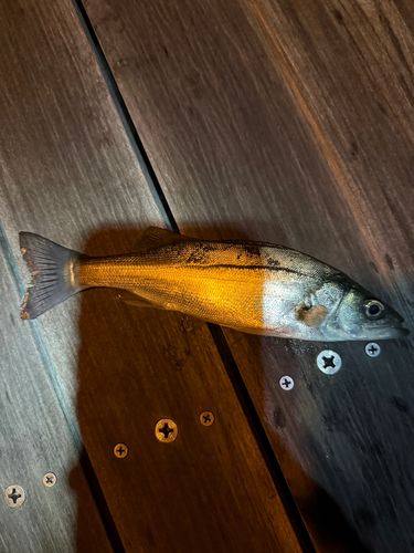 セイゴ（ヒラスズキ）の釣果