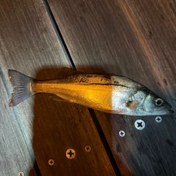 セイゴ（ヒラスズキ）